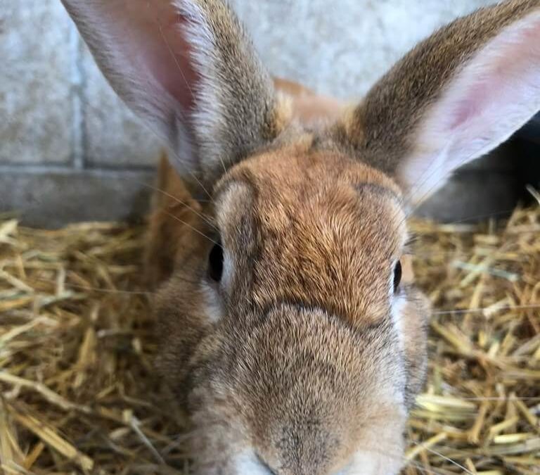 Parsnip rabbit needs forever home WAGS