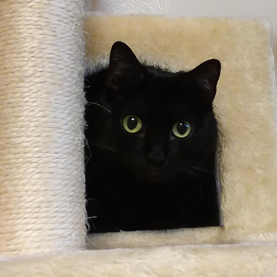 shy cat to rescue WAGS