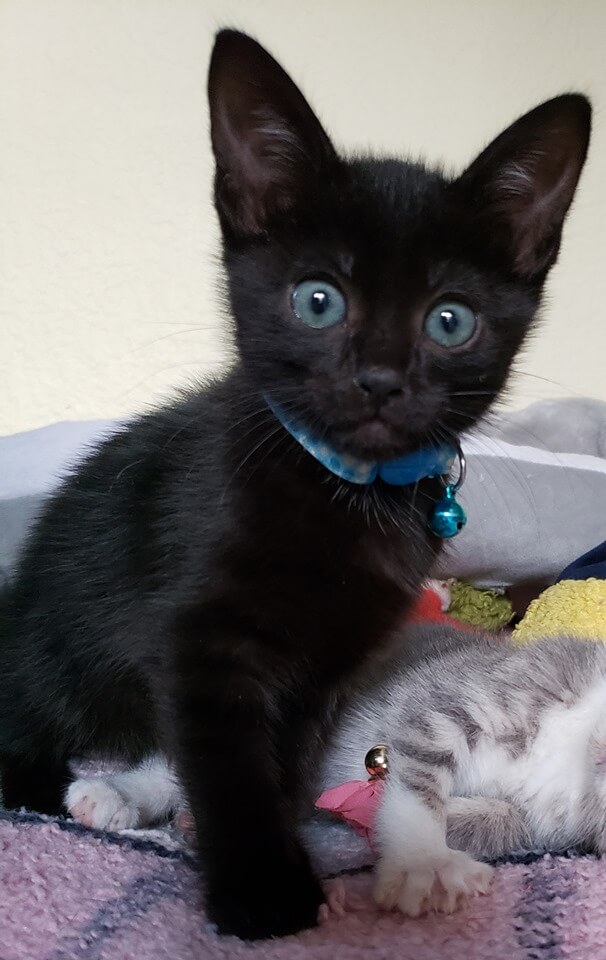 Black Kitten For Adoption Anna Blog