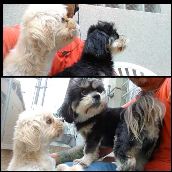 Mia and Molly dog adoption WAGS