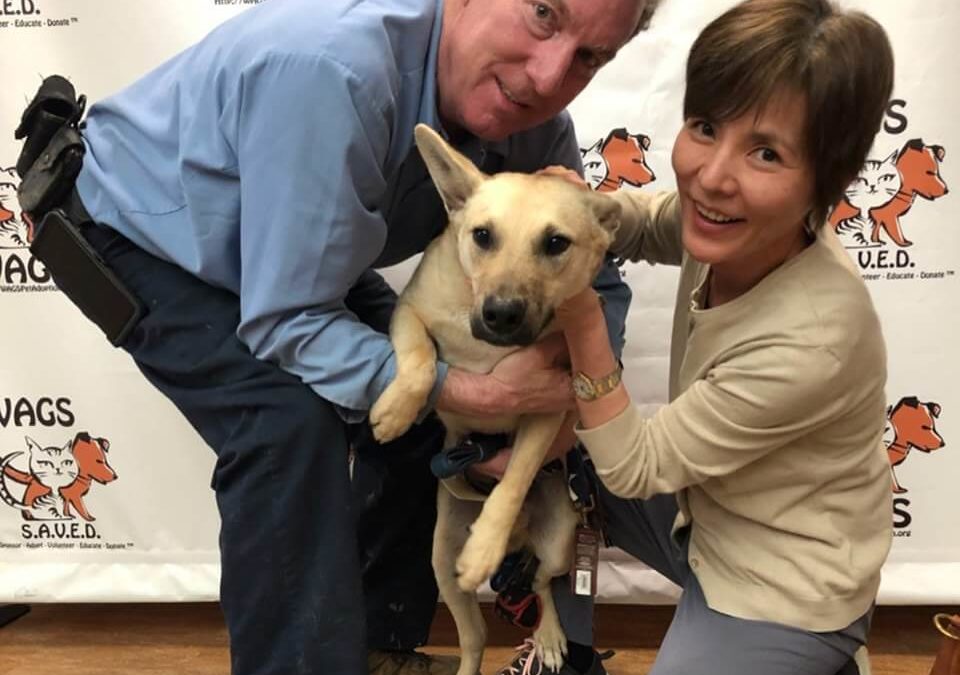 Gideon and September dog adoption WAGS