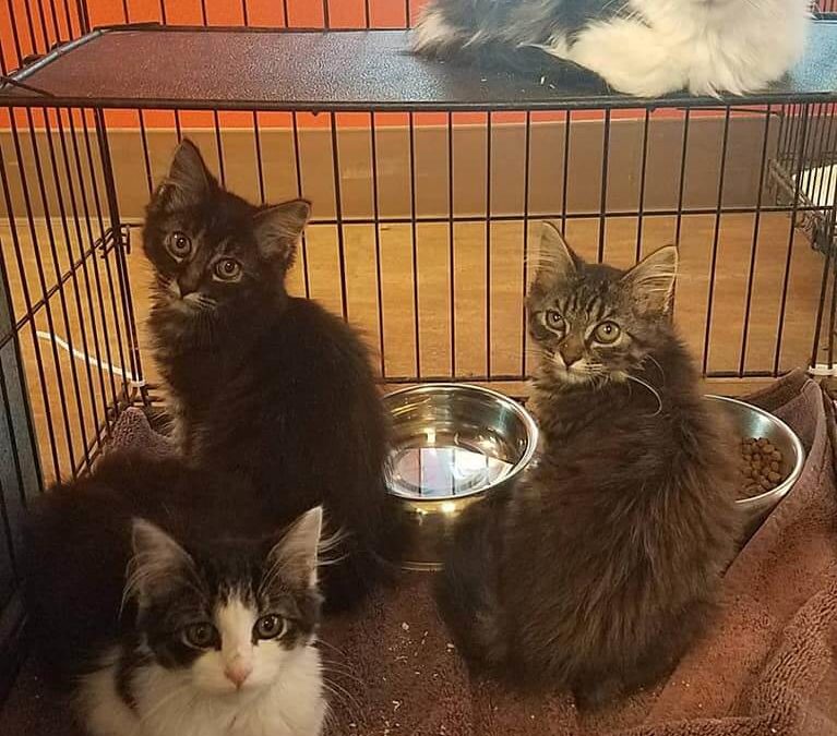 Feline cats adoption WAGS