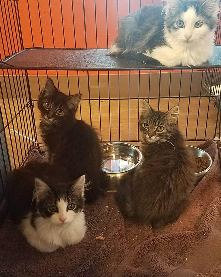 Feline cats adoption WAGS