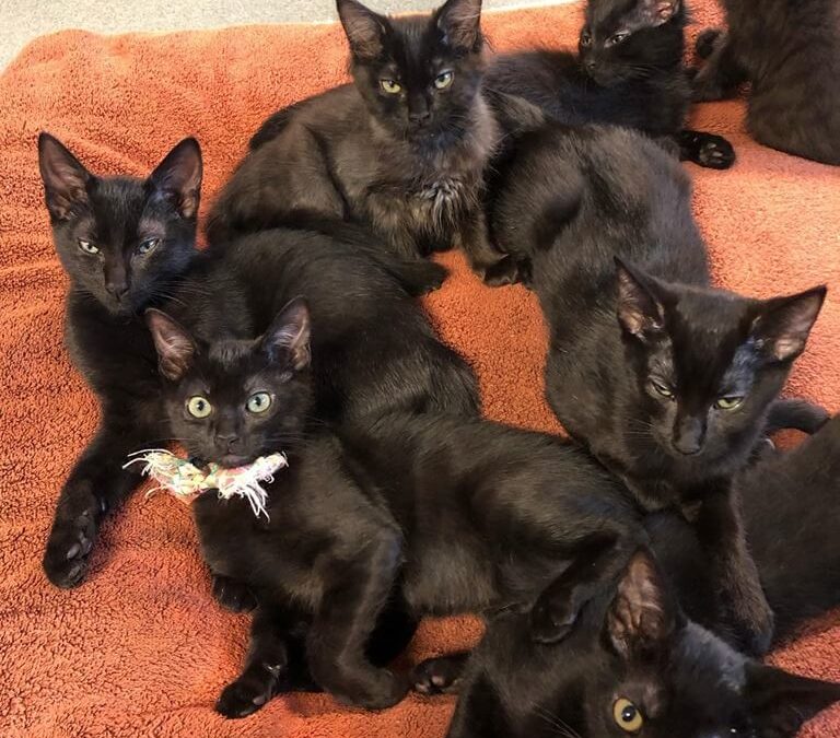 ton of black kitten ready to adopt WAGS