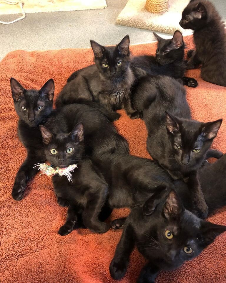 We just have a ton of sweet black kittens! - Wags Pet Adoption