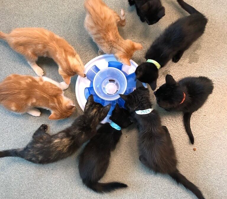 Treat time for the kittens WAGS