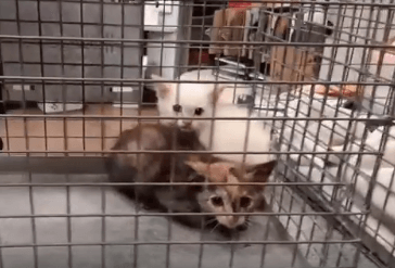 more kittens just were brought in through animal control WAGS