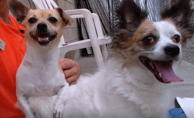 Peta and Chubby dogs adoption WAGS