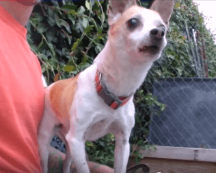 Little Dog was owner surrender WAGS
