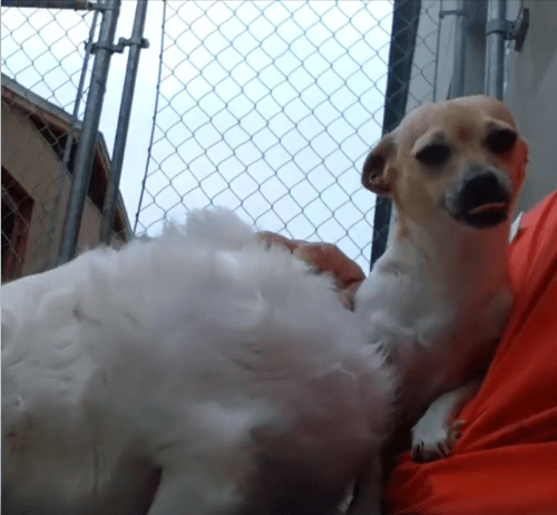 Peta and Chubby dog adoption WAGS