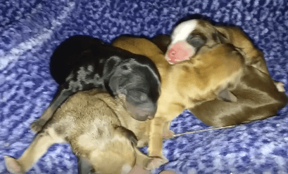 Shirley gave birth to 5 puppies WAGS
