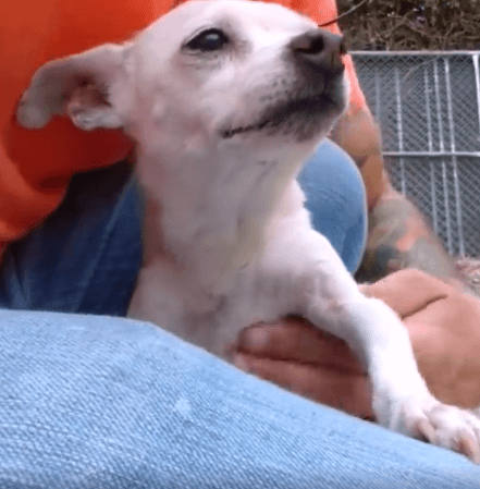 Whistle Dog adoption WAGS