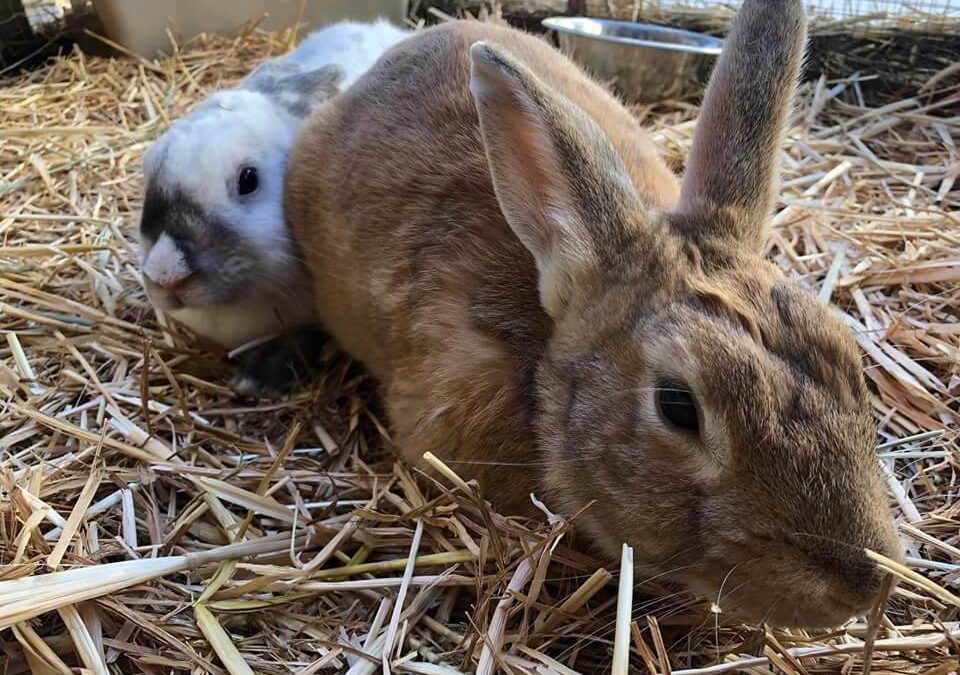 bunny adoption WAGS