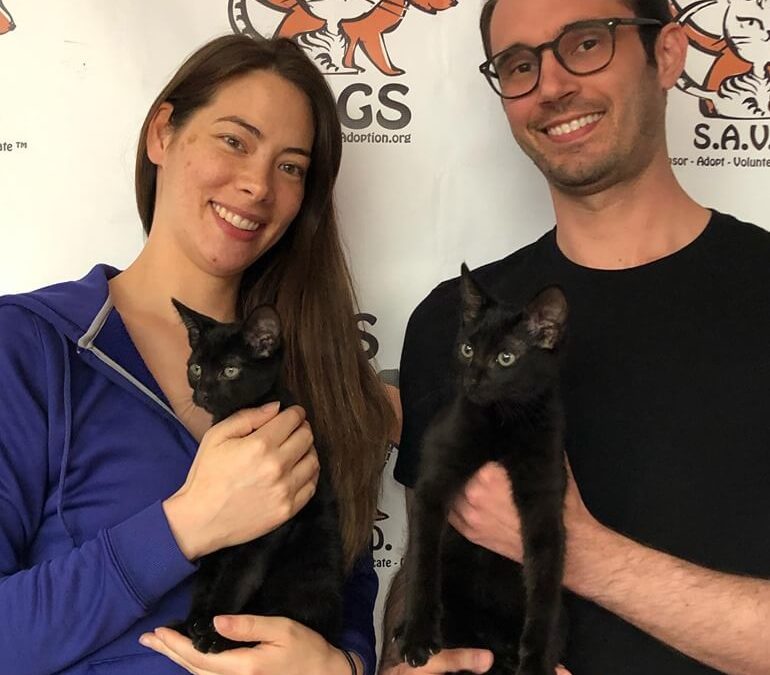 4 kitten adoptions today! WAGS