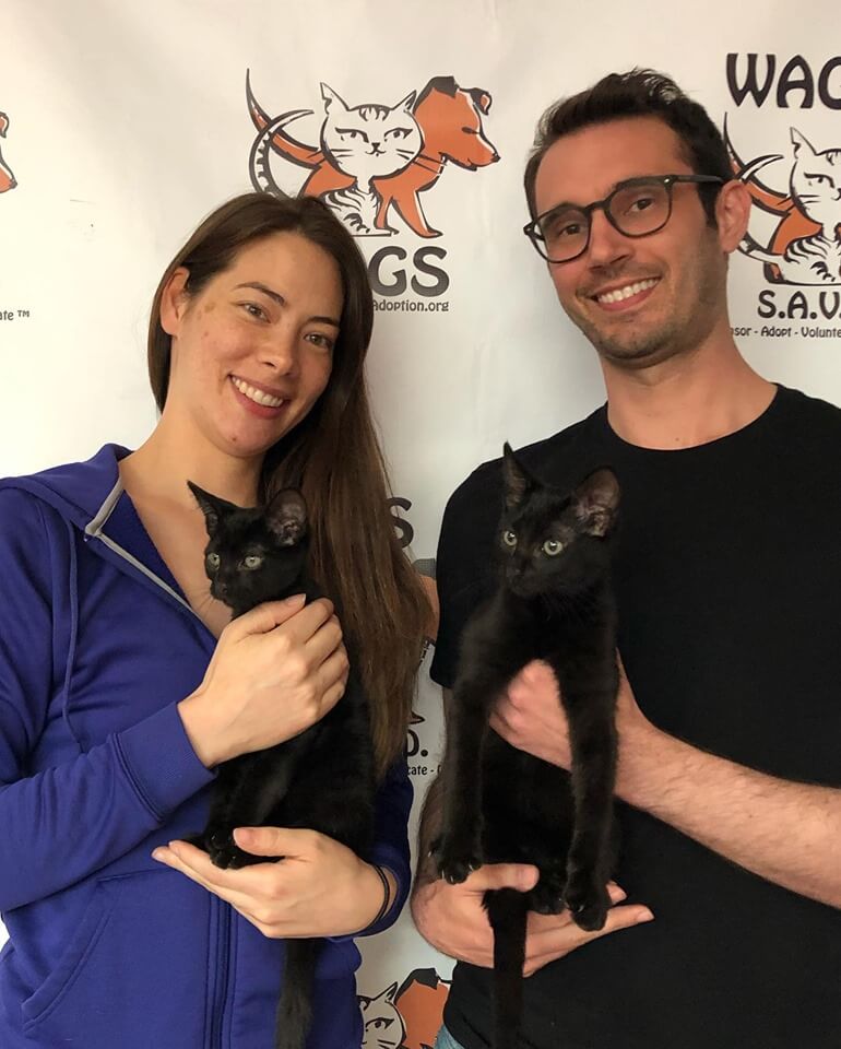4 kitten adoptions today! WAGS