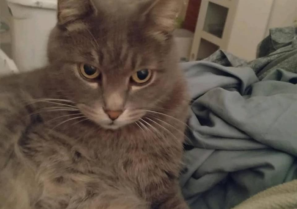 Male neutered Cat 13 years old Missing WAGS