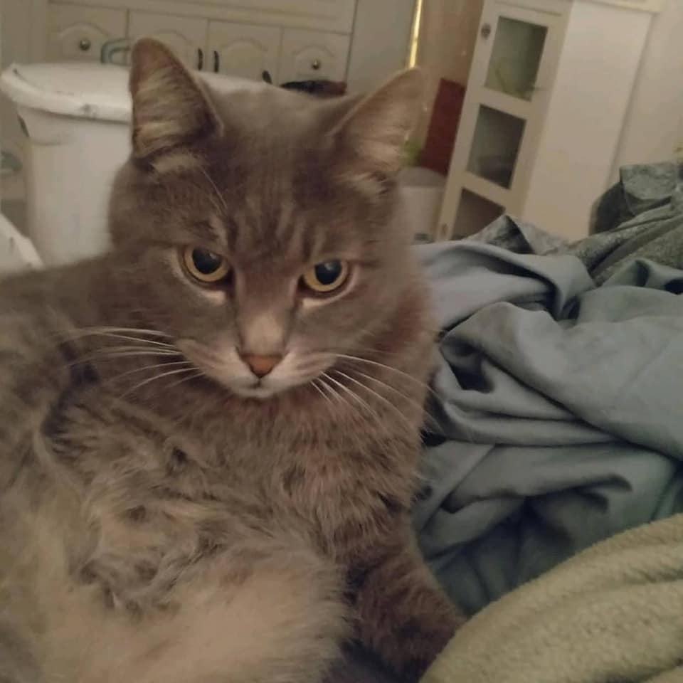Male neutered Cat 13 years old Missing WAGS