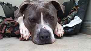 Lana dog adoption WAGS