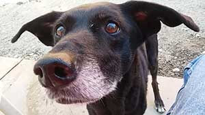 Edna dog adoption WAGS