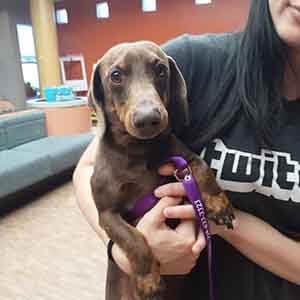 weenie dog adoption