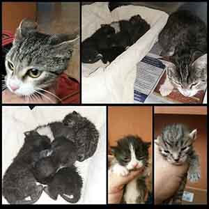 Foster needed Kitten Adoption WAGS