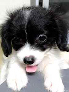 Terrier-chihuahua puppy dog adoption WAGS