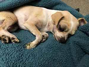 Lost and injured chihuahua dog adoption WAGS