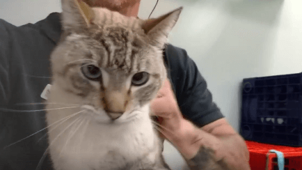 Cat adoption Gary WAGS