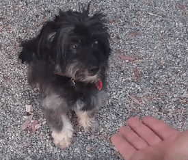 Cork Dog Adoption WAGS