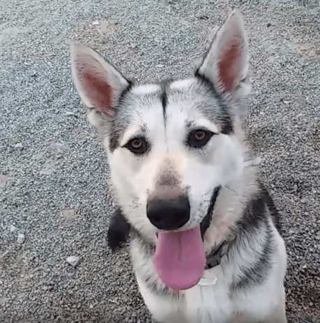 Duke dog adoption WAGS