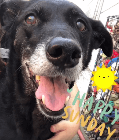 Happy sunday edna dog adoption WAGS