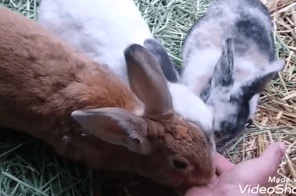 Bunny rabbit pet adoption WAGS