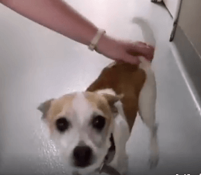 Sweet boy dog Otis Adoption WAGS