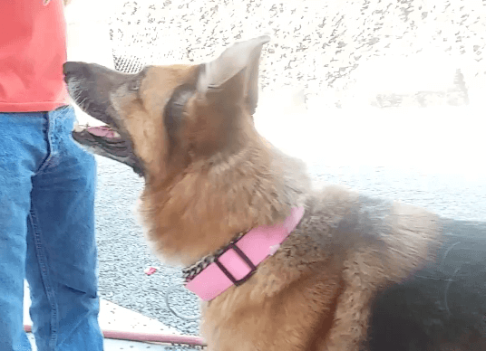 Grannie Super Senior dog adoption WAGS