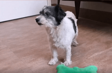 Whitley Female Dog Adoption WAGS