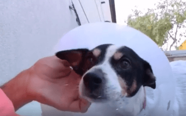 Shy Meg Female dog Adoption WAGS