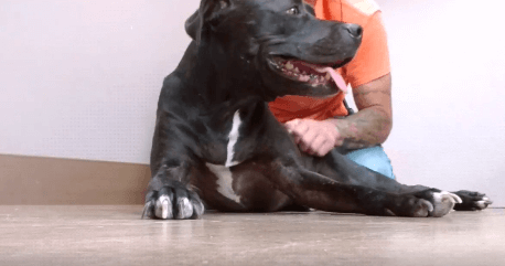 Pepper kiss dog adoption WAGS