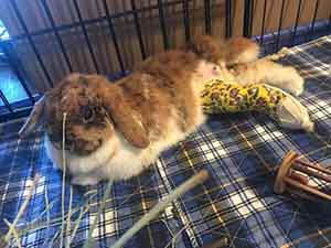WAGS Helps broken leg rabbit