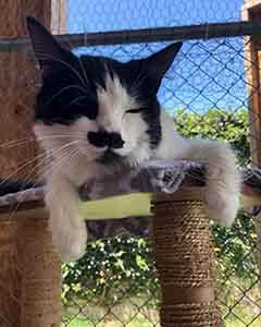 Shout wants to say, “Happy Mustache Monday!” Cats adoption WAGS