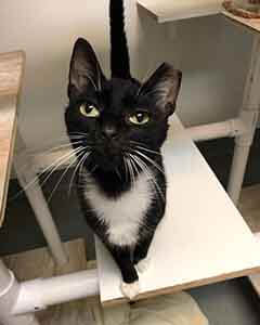 Come and meet some friendly cat to adopt WAGS