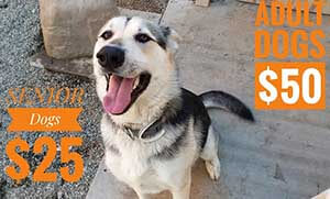 Dog gone Senoir dogs adoption specials WAGS
