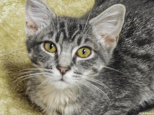 Kitten! More kittens! are $25 pet adoption WAGS