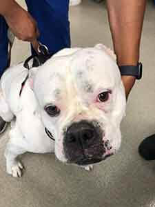 Dog found in Stanton adoption WAGS
