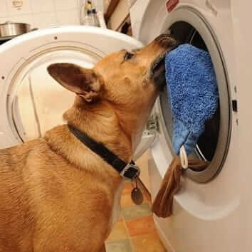 Help we have few washing machines down and the laundry is piling up WAGS
