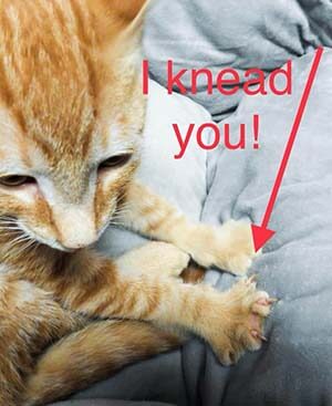 I “knead” you to adopt me! $25 adopt fee for all kittens! WAGS