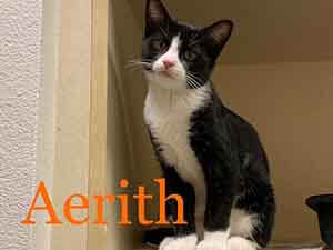 Tuxedo kitten Aerith adoption WAGS