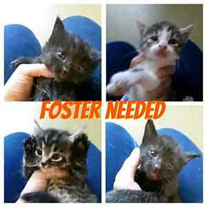 4 pack of ~4 week old kittens looking for a foster home! WAGS