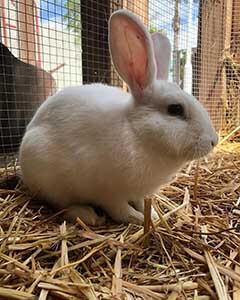 Crumb is a sweet bunny looking for his furever home.
