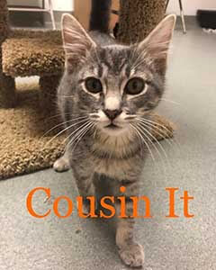 Cousin It all cats & kittens are $25 WAGS