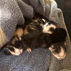 We have 5 ~2-3 day old kittens that need a foster home ASAP WAGS